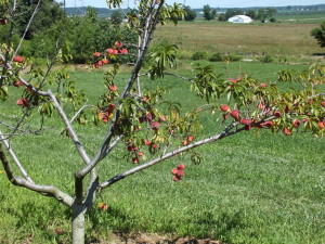 Look at Biltz's beautiful peach trees!