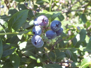 Blueberries are almost ready here at Biltz Greenhouses. 